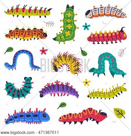 Bright Caterpillars As Larval Stage Of Insect Crawling And Creeping Vector Set