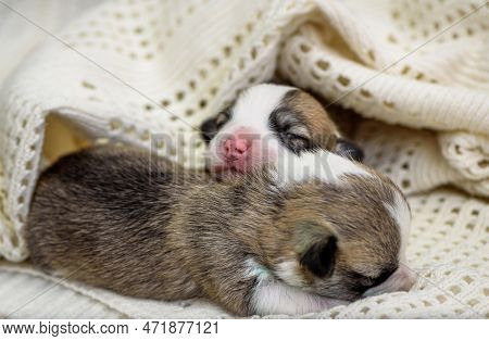 Two Sweet Tiny Welsh Corgi Puppies Sleeps On Soft Beige Blanket At Home. Newborn Black And White Ani