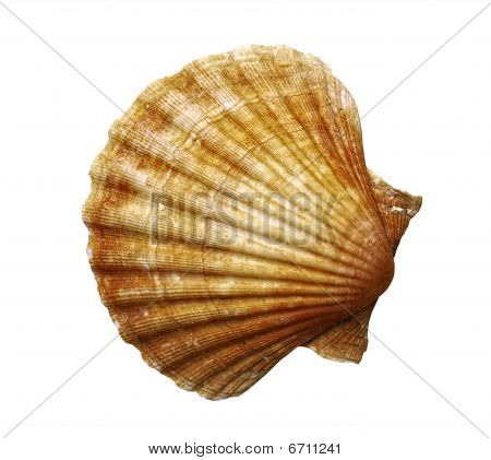 Shell