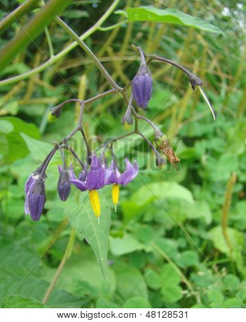 Pretinha Solanum Dulcamara