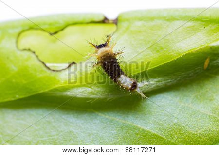 Young Tailed Jay Caterpillar