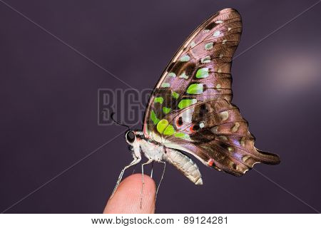 Tailed Jay Butterfly