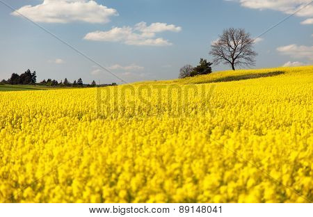 View Of Flowering Field Of Rapeseed