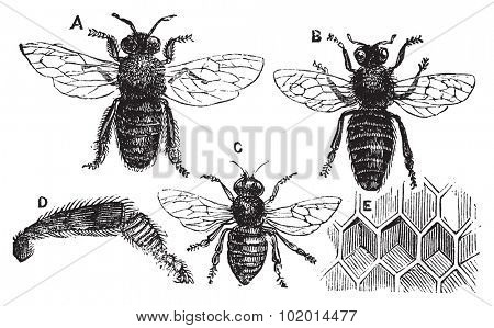 A. Male - B. Female - C. Neutral - D. Rear leg - E. Honeycomb or honey cell. Old vintage illustration from Trousset Encyclopedia 1886 - 1891, live traced vector.