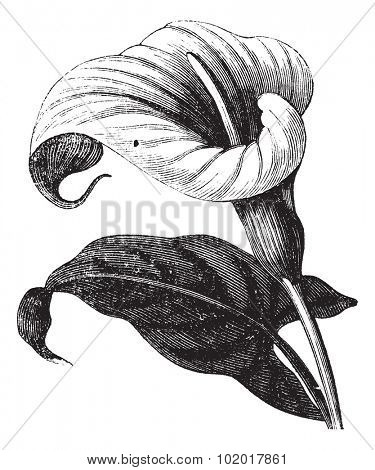 Zantedeschia aethiopica also known as Richardia Africana, flower, vintage engraved illustration of Zantedeschia aethiopica, flower, isolated against a white background. Trousset encyclopedia.