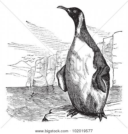 King Penguin or Aptenodytes patagonicus, vintage engraving. Old engraved illustration of King Penguin.  Trousset encyclopedia (1886 - 1891).