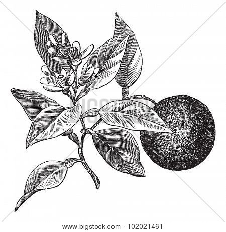 Sweet orange or Citrus aurantium, isolated on white, vintage engraved illustration. Trousset encyclopedia (1886 - 1891).