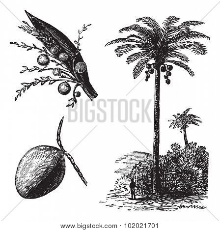 Coconut or Coconut Palm or Cocos nucifera, vintage engraving. Old engraved illustration of a Coconut tree showing flowers and fruit. Trousset encyclopedia (1886 - 1891).