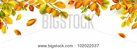 Autumn Leaves Border On White Background