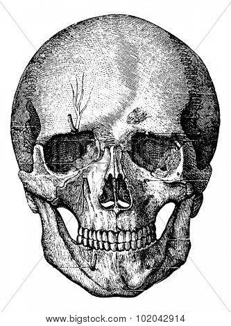 Bony skeleton of the face and the anterior part of the skull, vintage engraved illustration. Usual Medicine Dictionary - Paul Labarthe - 1885.