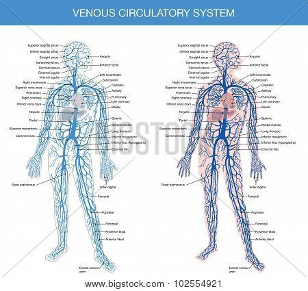 medical description of the venous system of blood circulation