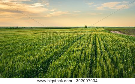 Wheat Field In Countryside. Sunset In Countryside Fields. Green Wheat Field. Ready To Harvest Wheat.