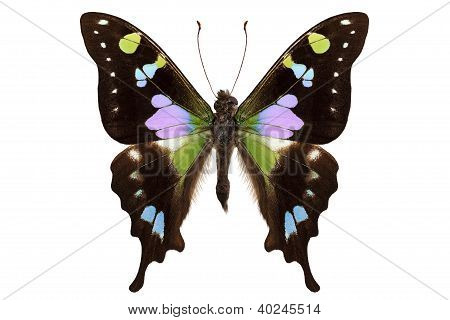 Butterfly Species Graphium Weiskei 