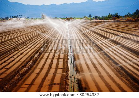 California Agriculture