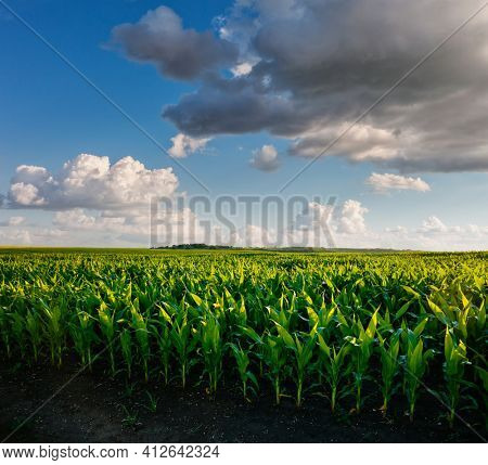 The agricultural land of a green corn farm with a perfect sky. Location place of Ukrainian agricultural region, Europe. Corn grown in farmland and cultivated fields. Photo wallpaper. Beauty of earth.