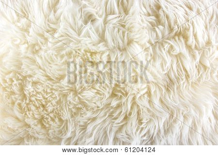 White Long Hair Fur Background