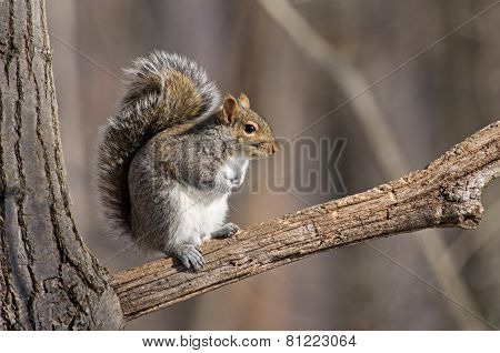 Gray Squirrel