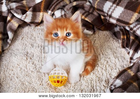 Ginger kitten with white chest. Long haired red orange kitten sit at brown plaid blanket. Sweet adorable kitten on a serenity blue wood background. Small cat with toy ball. Funny kitten