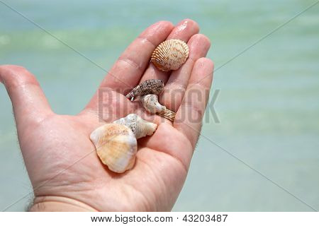 Hand Holding Seashells