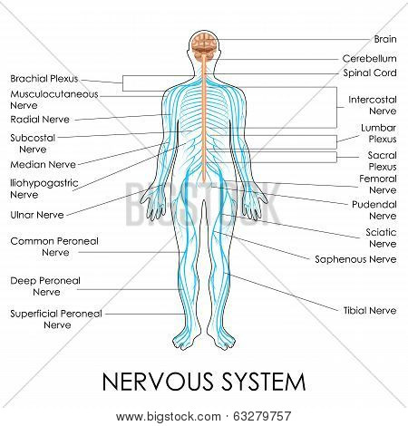 Nervous System