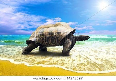 Big Turtle on the tropical oceans beach