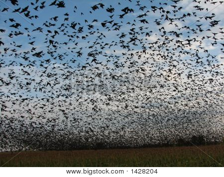 Czarne chmury Migratingcowbirds