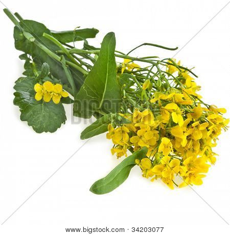 Flowering oilseed rapeseed , Rape blossoms , Brassica napus, isolated