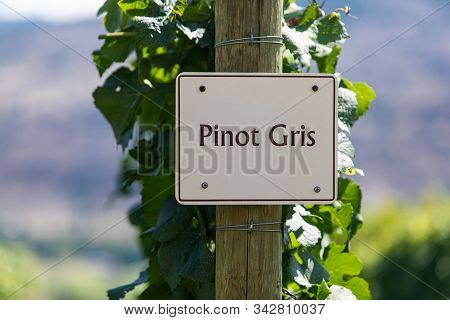 Pinot Gris Wine Grape Variety Sign On Wooden Post Selective Focus, Vineyard Varieties Signs, Okanaga