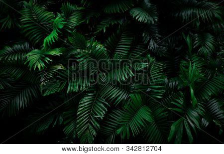 Fern Leaves On Dark Background In Jungle. Dense Dark Green Fern Leaves In Garden At Night. Nature Ab