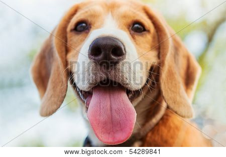 Beagle puppy close-up shoot