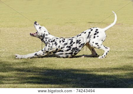 Dalmatian Dog