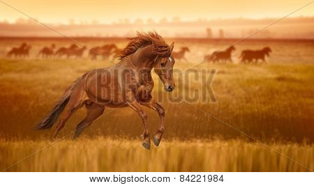 Red horse galloping, jumps in the grass lit by the rays of dawn.