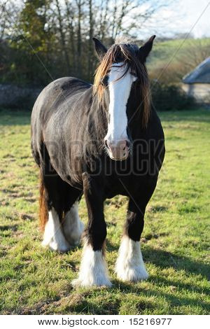 A draft or shire horse in a field with distant trees and building.