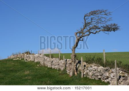 Wind battered tree and a stone wall on farmland.