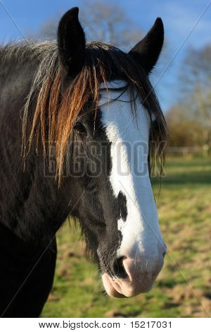 Beautiful shire or draft horses head with a clear blue sky in a field.