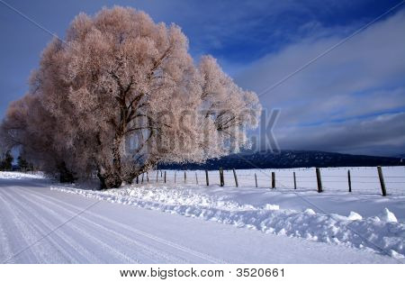 Winter Rural Scene