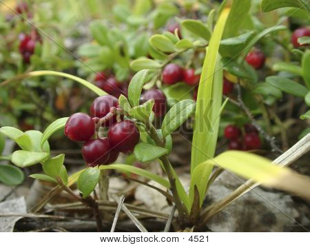 Cowberries