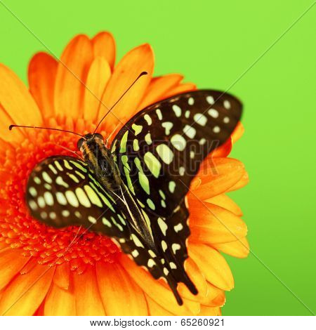  Graphium on orange gerber close up