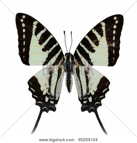 Spot Swordtail Butterfly