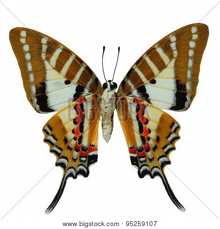 Spot Swordtail Butterfly