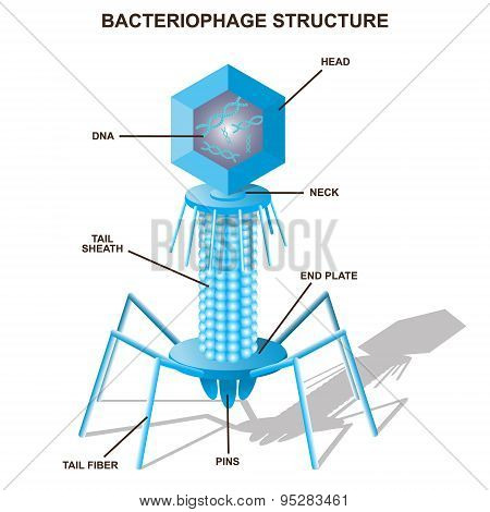 Virus bacteriophage model. Isolated vector illustration