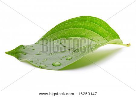 feuille verte avec de l'eau descend