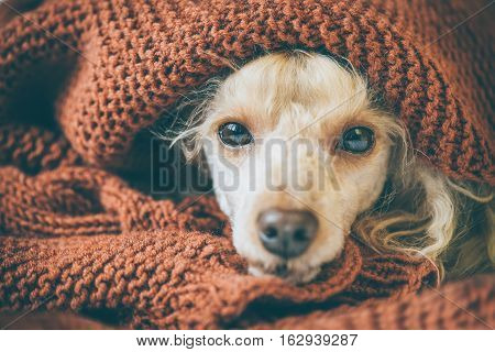 Poodle dog is lying and slepping under the blanket in bed, having a siesta.