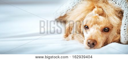 Poodle dog is lying and slepping under the blanket in bed, having a siesta.