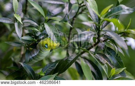 Close Up Of Green Caterpillar Eating Leaf. A Caterpillar Is The Larval Stage Of A Moth Or Butterfly.