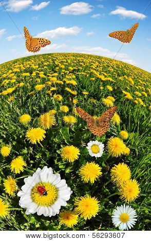 dandelions with daisies and butterflies on the meadow 