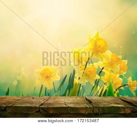 Daffodil floral spring background. Easter Spring Flowers. Elegant Mother's Day gift. Springtime green background. Wood table. Wooden table with background