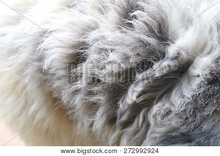 Hair The Dog Fur, Hair Fur Of The Dog Dirty, Dirty Wool Fur Of Dog, Texture Dirty Tangle Of Wool Fur