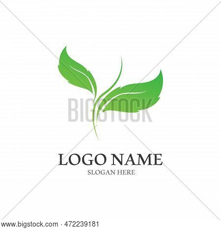 Tree Leaf Vector Logo Design, Eco Friendly Concept