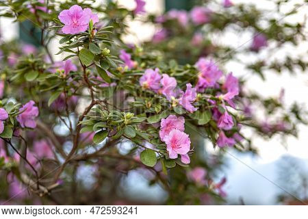 Pink Rhododendron In Full Bloom. Spring Blooming Garden